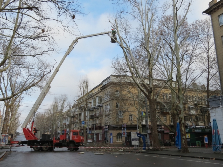 Скандал на Соборной в Николаеве из-за обрезки деревьев: вмешались депутат и полиция (видео)